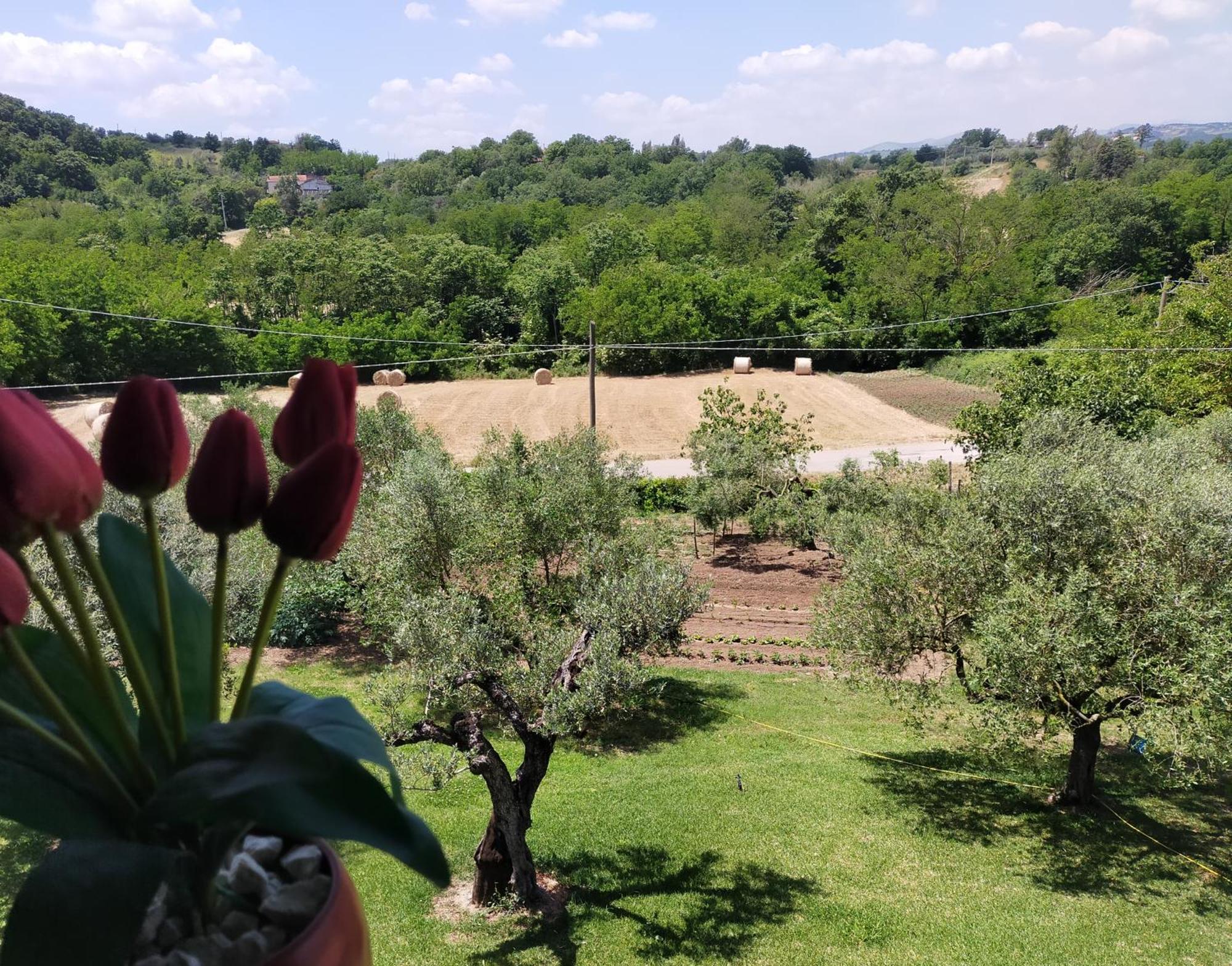 Al Boschetto Bed & Breakfast Melizzano Ngoại thất bức ảnh